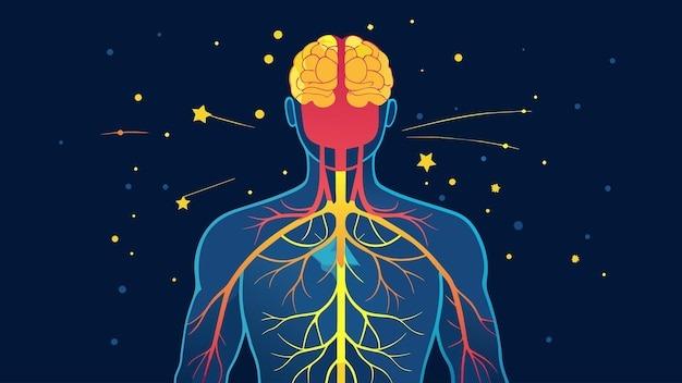 NIS therapie - neurologische verbindingen in het lichaam